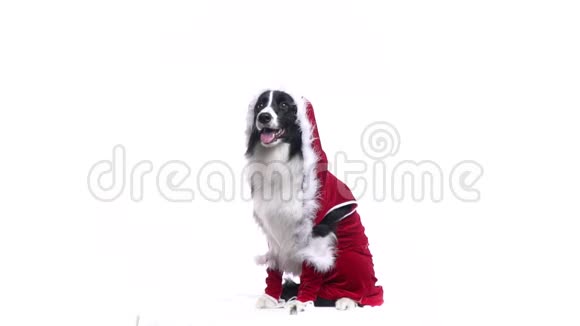 可爱的边境牧羊犬正坐在工作室里穿着圣诞老人长袍头罩视频的预览图