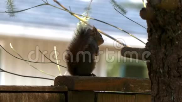 小红松鼠站在篱笆上环顾四周视频的预览图