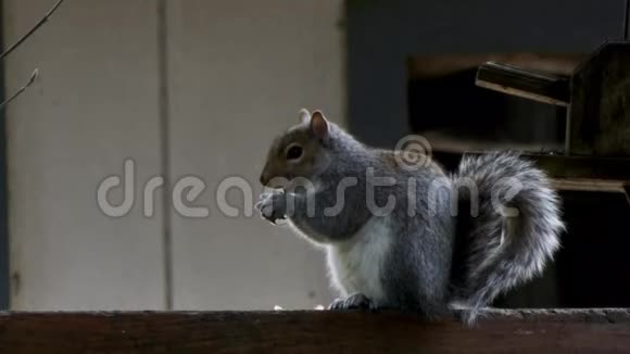 灰松鼠坐在篱笆上咀嚼食物视频的预览图
