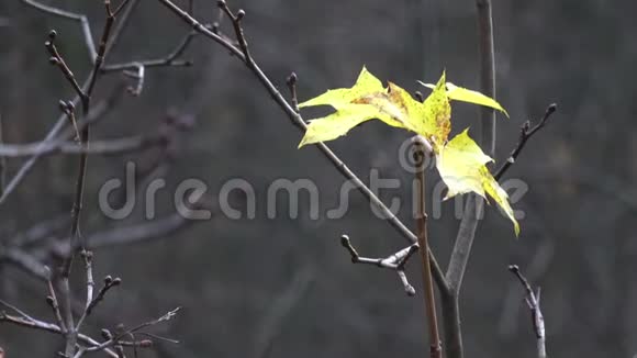 枫枝上的黄褐色叶视频的预览图