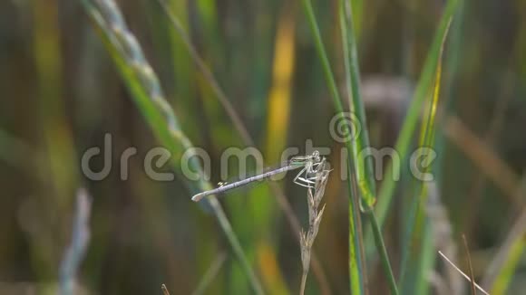 蜻蜓坐在草地上视频的预览图