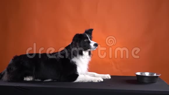 一只狗在等待命令开始进食动作缓慢视频的预览图