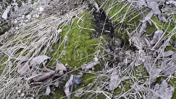 绿色的幼苔在自然光线下有老树叶和土壤上的小枝视频的预览图