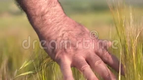 年长的成年农民在日落时手摸大麦作物的顶端农业收获概念视频的预览图