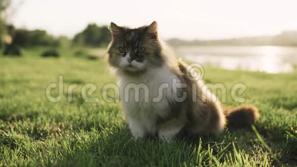 一只猫在草地上玩耍一只野猫在绿草中徘徊视频的预览图