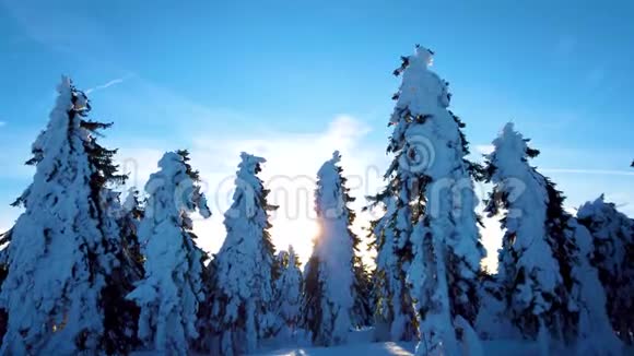 在捷克山区冬天有大量雪的针叶树枝上的风视频的预览图