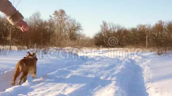 孩子们在公园的雪道上追狗女孩在冬天和狗玩慢动作视频的预览图
