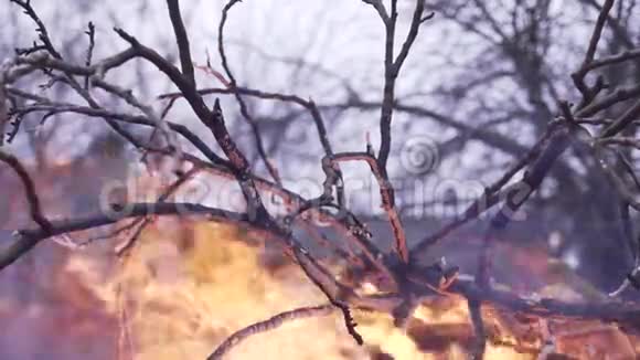 在森林里燃烧树枝重烟逆天视频的预览图
