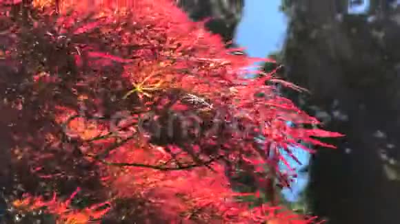 日本枫树美丽的红叶视频的预览图