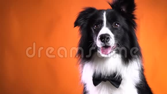 一只漂亮的黑白狗脖子上系着蝴蝶结视频的预览图