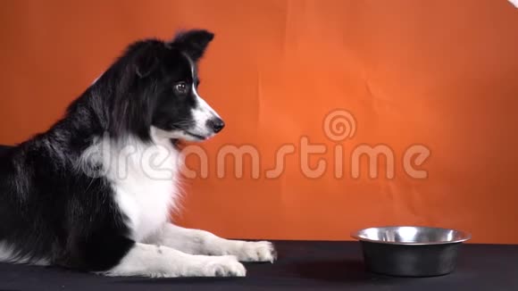 经过训练的黑白狗正躺在桌子上等待食物视频的预览图