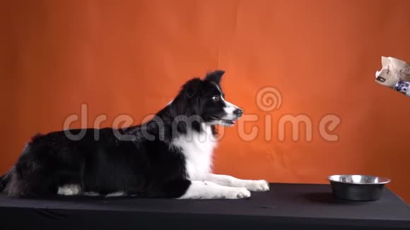 一只狗在等待他的食物并开始按命令进食视频的预览图