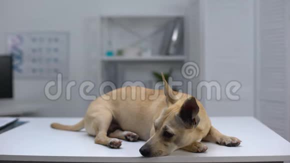 可怜的流浪狗躺在动物收容所诊所的桌子上宠物检查帮助视频的预览图