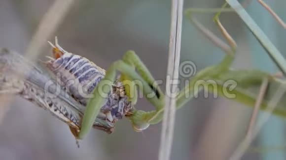 昆虫在它们的自然栖息地螳螂吃蝗虫视频的预览图