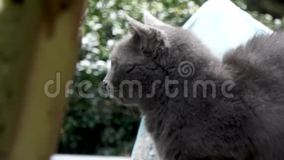 灰色流浪猫看镜头视频的预览图