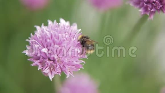 蜜蜂从紫色盛开的韭菜中采集花蜜关门视频的预览图