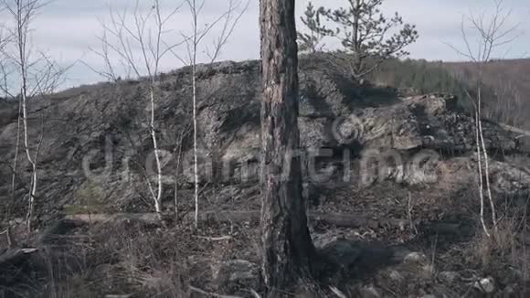 操作员走在一块有干草和枯树的岩石上把摄像机移到一片广阔的森林和山河中视频的预览图