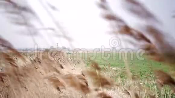 模糊的干芦苇草在绿色的田野和蓝天背景下随风摆动视频的预览图