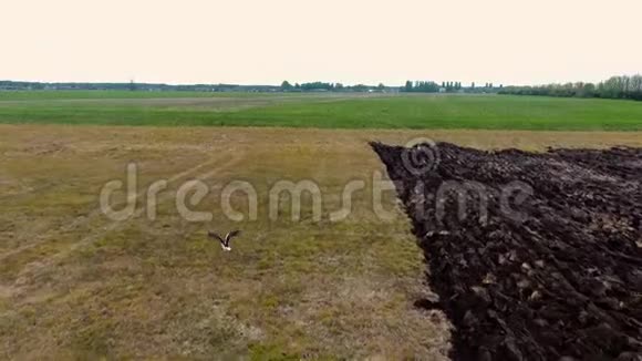 草地上白鹳狩猎的鸟瞰图视频的预览图