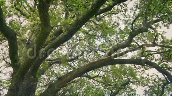 夏季微风中的橡树视频的预览图