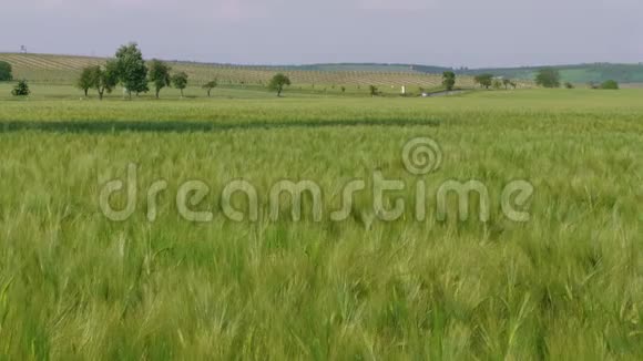 黑麦黑麦地汽车公路麦田种子驾驶汽车农业绿色田野背景小麦的耳朵生长的食物总和视频的预览图