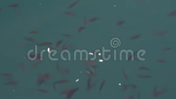 海面上的鱼群在一条面包上飞舞视频的预览图
