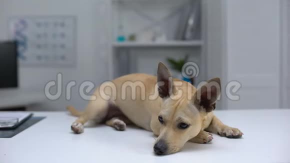 宠物犬躺在动物诊所的桌子上等待兽医专业的宠物护理视频的预览图