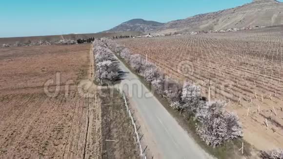 从盛开的杏树和一朵白色的花中飞过穿过裸露的春天葡萄园视频的预览图