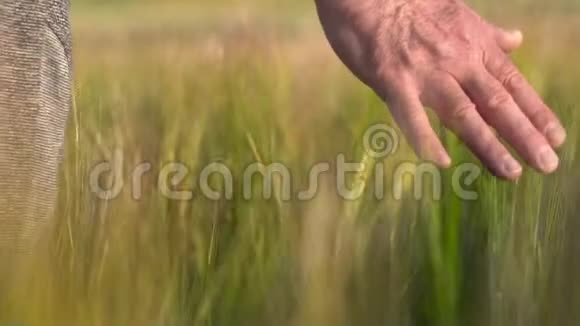 年长的成年农民在日落时手摸大麦作物的顶端农业收获概念视频的预览图