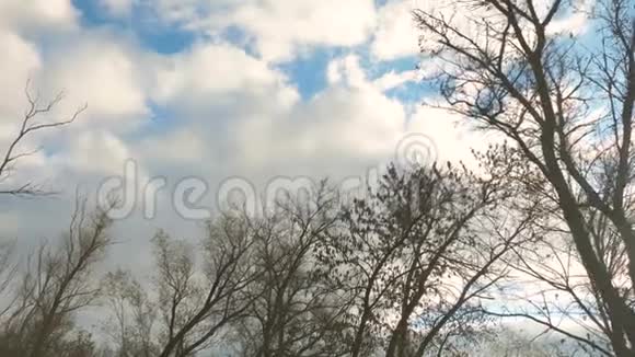 走过秋天的森林观赏落叶树的顶端一棵柳树它的叶子在飞翔视频的预览图