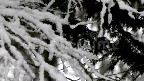 对比一下雪落在树枝上的细节照片视频的预览图