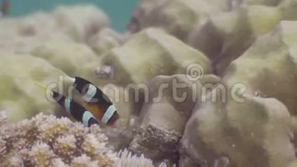 海葵在珊瑚礁和海草的水下视野中游泳特写情侣小丑鱼在海洋中游泳野野野视频的预览图
