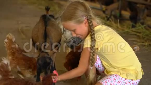 小女孩在农场喂山羊视频的预览图