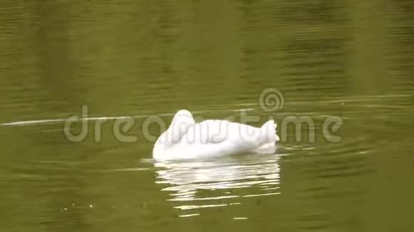冬天过后美丽的白天鹅在池塘里游泳视频的预览图