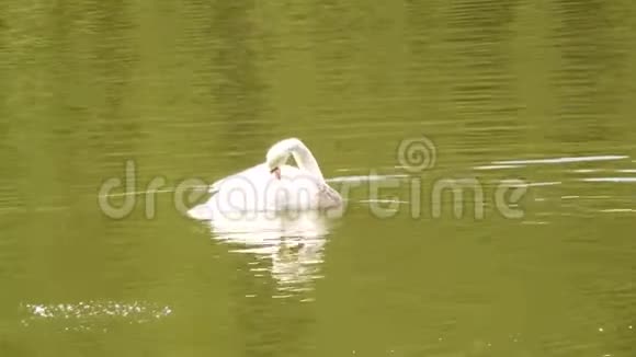 冬天过后美丽的白天鹅在池塘里游泳视频的预览图