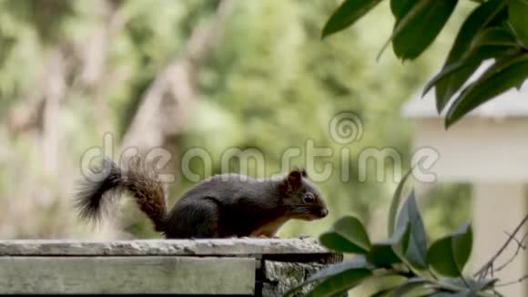 小红松鼠坐在篱笆上环顾四周视频的预览图
