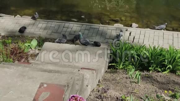 阳光明媚的一天城市鸽子坐在湖岸上视频的预览图