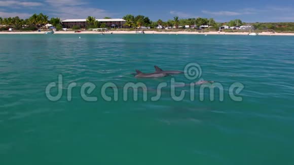 海豚靠近游客视频的预览图