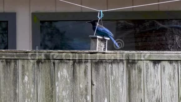 明亮的蓝鸟吃悬挂式喂食器的食物视频的预览图