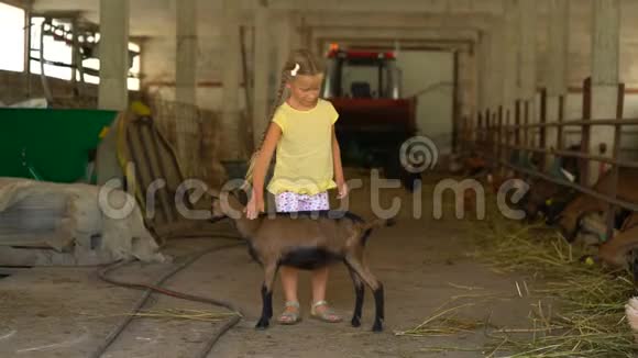 小女孩在农场喂山羊视频的预览图