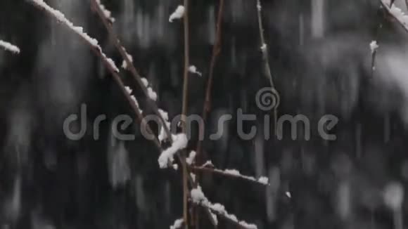 小细节拍摄的树枝在雪下视频的预览图