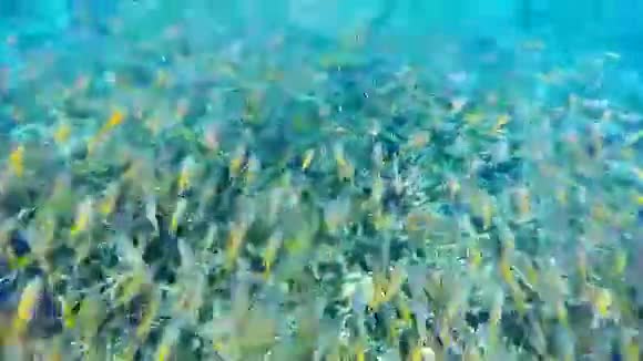一群鱼视频的预览图