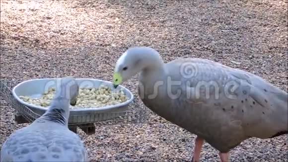 野鹅角的一段画面新河豚吃一些食物从托盘视频的预览图