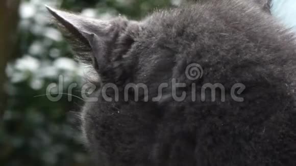 下午把灰猫的脸收起来视频的预览图