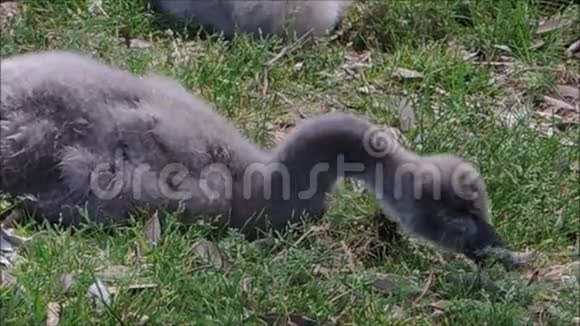 悉尼百年公园一只小黑天鹅坐在绿草上摘一些草吃视频的预览图