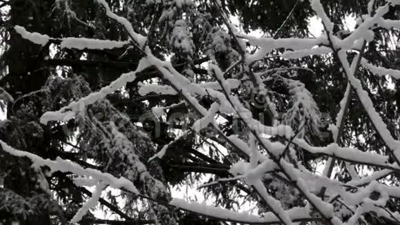 晚冬雪落在多门樱桃树上视频的预览图