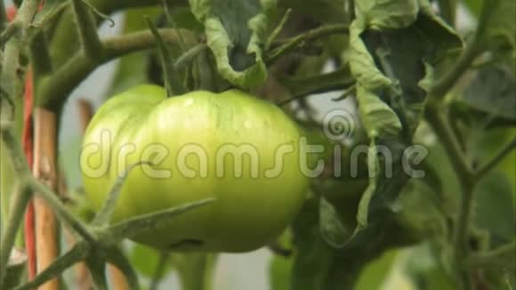 绿色和未成熟的番茄视频的预览图