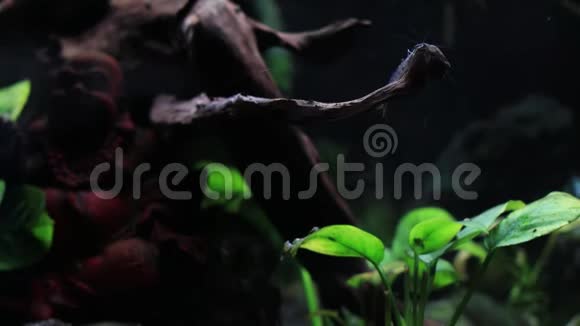 老虎虾宠物水族馆淡水自然宠物深色背景4k视频的预览图