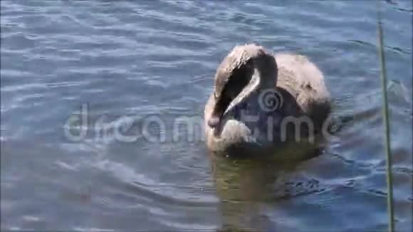 一只小黑天鹅天鹅放松的时刻和Dabbling专注于浅水池塘的栖息地视频的预览图