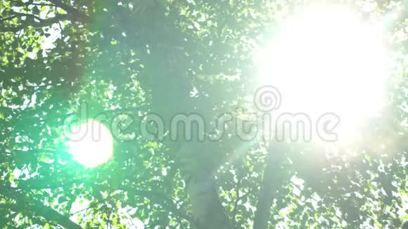 仰望森林透过树梢阳光透过树叶视频的预览图